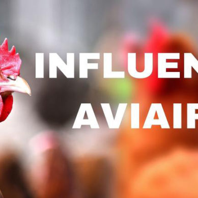 Cantone di Ginevra: Misure per prevenire la diffusione dell’influenza aviaria